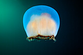 Brown banded moon jellyfish