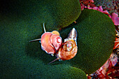 Margarites sp. marine snails on fish eggs