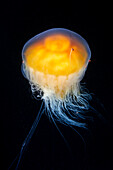 Egg yolk jellyfish