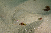 Windowpane flounder