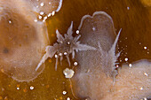Sea lace bryozoan