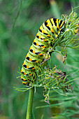 Black swallowtail larva