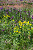 New York ironweed and goldenrod