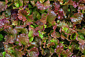 Red sails lettuce