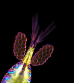 Female copepod with oviger sacs, light micrograph