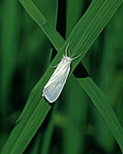 South american white borer moth