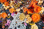 Actinia sea anemone, starfishes and sponges