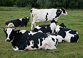 Holstein Friesian cows