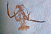 Fossil Knebelia lobster