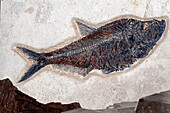 Diplomystus dentatus fossil