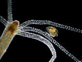 Polyp capturing water flea, light micrograph