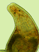 Flatworm, light micrograph