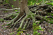 Stilted eastern hemlock tree