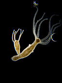 Freshwater polyp, light micrograph