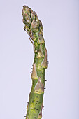 Asparagus beetle eggs