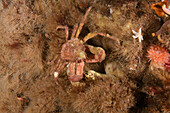 Arctic lyre crab