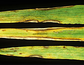 Ascochyta leaf spot barley