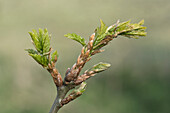 Oak leaves in spring