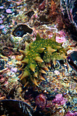 Japanese sea cucumber