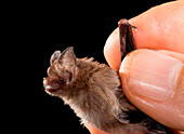 Kitti's hog-nosed bat