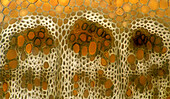 Senecio sp. vascular bundles, light micrograph