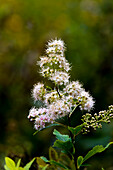 Meadowsweet