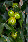 Shagbark hickory