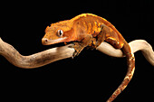 Crested gecko climbing