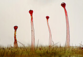 Knautia arvensis trichomes, light micrograph