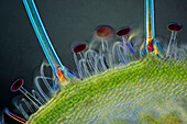 Knautia arvensis trichomes, light micrograph