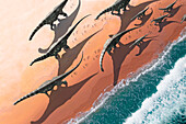 Aragosaurus herd walking on a beach, illustration