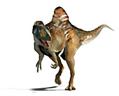 Concavenator dinosaur, illustration