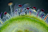 Knautia arvensis trichomes, light micrograph