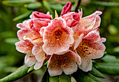 Rhododendron 'Firelight'
