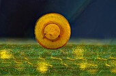 Shelled amoeba on an aquatic plant, light micrograph