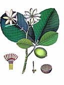 Gardenia latifolia, illustration