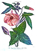 Target-leaved hibiscus, illustration