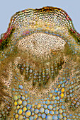 Tansy (Tanacetum vulgare) stalk, light micrograph