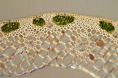 Rye stalk, light micrograph