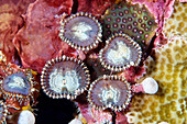 Zoanthid corals