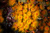 Orange sun coral