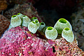 Green barrel sea squirt