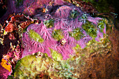 Killer sponge growing on a weak coral colony