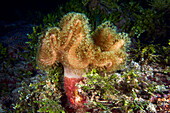 Toadstool leather coral