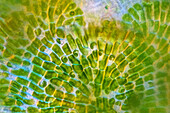Phycopeltis green alga, light micrograph