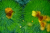 Algae colonies attached to sand grains, light micrograph