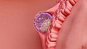 Blastocyst implanted in uterus, illustration