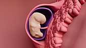 Embryo developing in the uterus, illustration