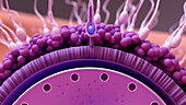 Sperm cell fertilising egg cell, illustration