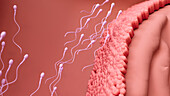 Sperm cells travelling to fertilise egg cell, illustration